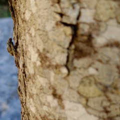 LUNALIA 22.4.16 - Xavier Dubois - Maja Jantar