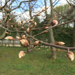 "Electric Dreams, Take Two" / Ableton Live Set / Push 2