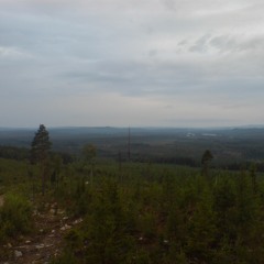 Gammelskogens sång (polska)