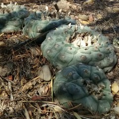 Sounds from Friday afternoon