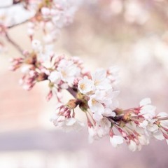 박효신 화신 (花信)