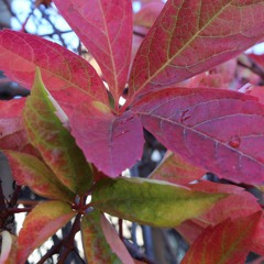 Des ronds dans l'eau Cover Françoise Hardy