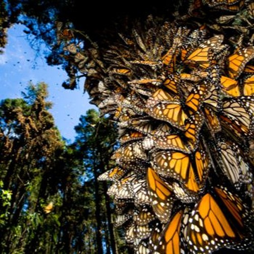 Flight Of The Monarch