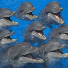 Water Show