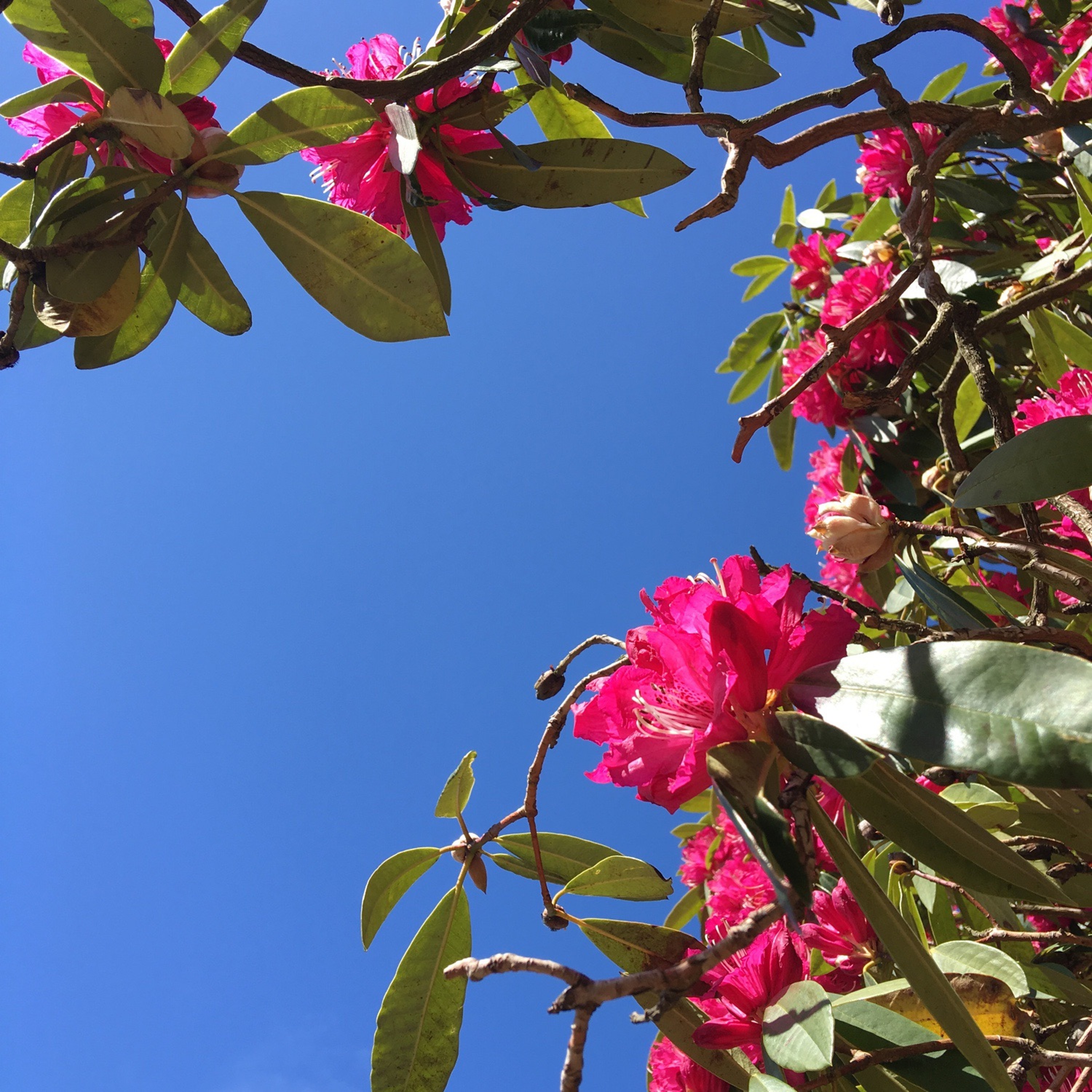 Rhododendron Days