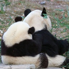 Panda Massage