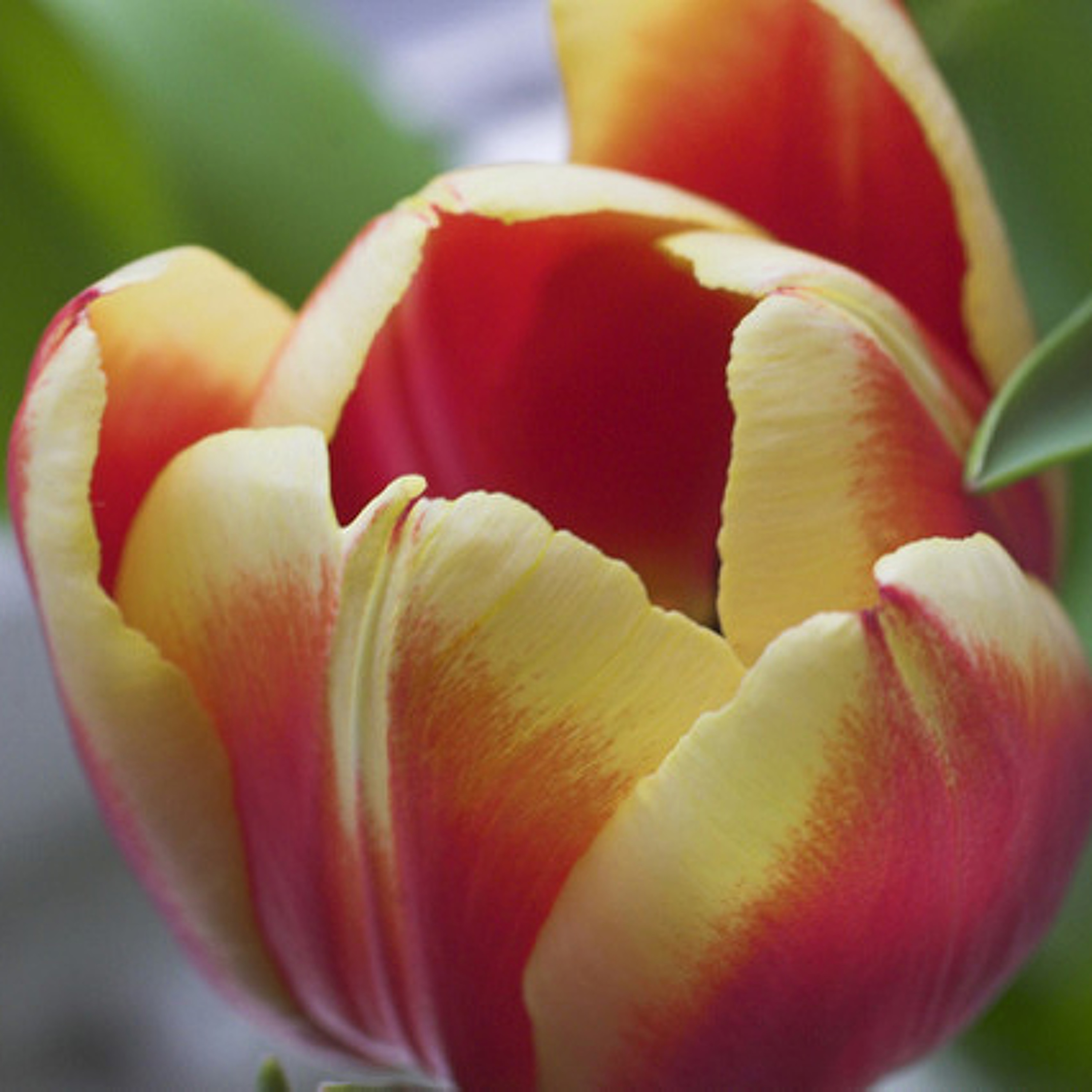 Northwest Unitarian Universalist Congregation