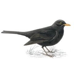 Blackbird (Cover)