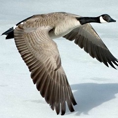 鳳飛飛閩南語歌曲 - 雙雁影