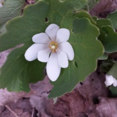 무정부르스 (저산처럼 서상우)