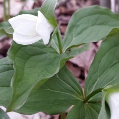 옛사랑 (이문세 Cover)저산처럼 서상우