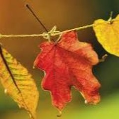 사랑밖엔 난 몰라 (심수봉 Cover) 저산처럼 서상우