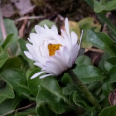 누구없소 (한영애 Cover)저산처럼 서상우