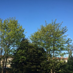 Norwich Dawn Chorus - 1 May 2016