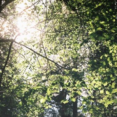 Savaitė Tylos - Svyrančios Šakos