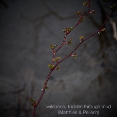 Wild Rose, Trickles Through Mud (Matthies & Pellerin)