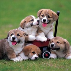 Puppies (Original)