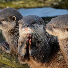 Taste Of Bass Vol. 1     Live Unedited Mix