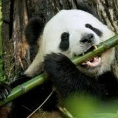 This is Gospel & Panda Remix