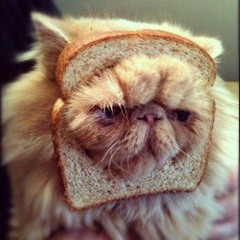 Bread Cat Approves Techno 2