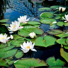 Медитация на равной человечности и равной уникальности