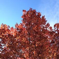 Rikma Enoshit Ajat (Un Solo Tejido Humano)(Cover)