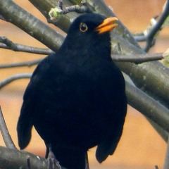 Blackbird and Robin