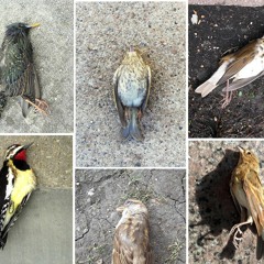 Chicago’s Killer View: The Skyline’s Toll On Migratory Birds