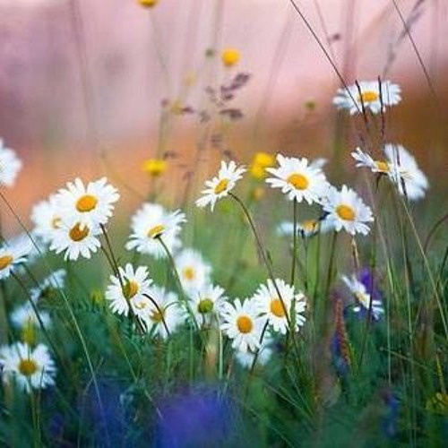 تلكَ الدار الآخِرة ،