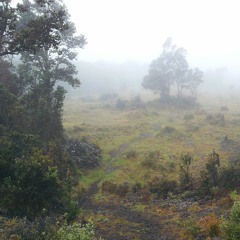 Birdsong - Upper Waiakea Forest Reserve