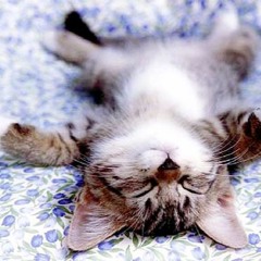 Yoga Nidra (35 minutes approx.)