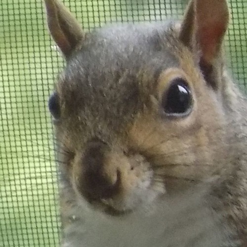 Autistic Panda: Flick My Dick, Flick My Wrist