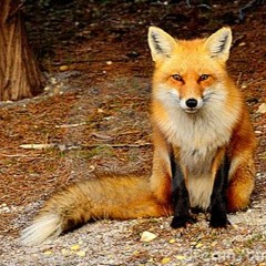 Kőbányász Első Adás