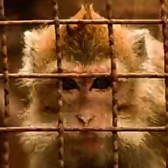 Vibe 01 - anti -  ATTS  - season