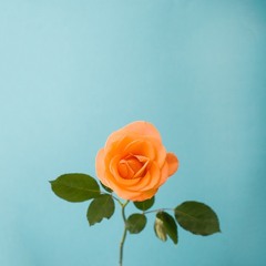 flower in the sun