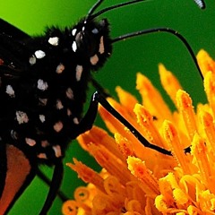 Youri - Brett Vorm Falter