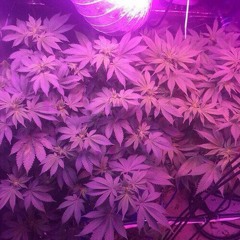 EtherealbeatZ - Whatever [FREE BEAT DOWNLOAD]