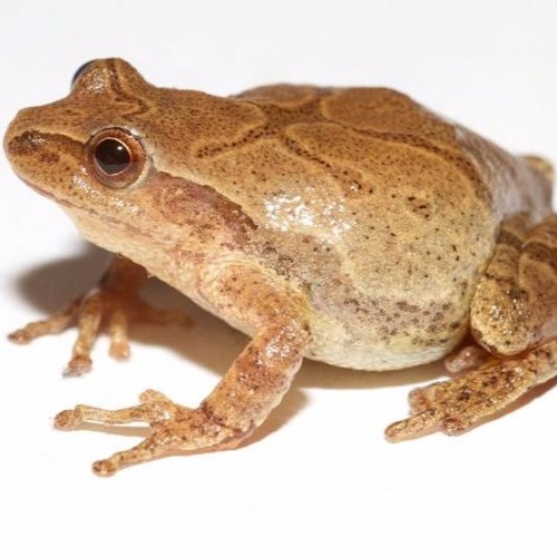 Spring Peeper
