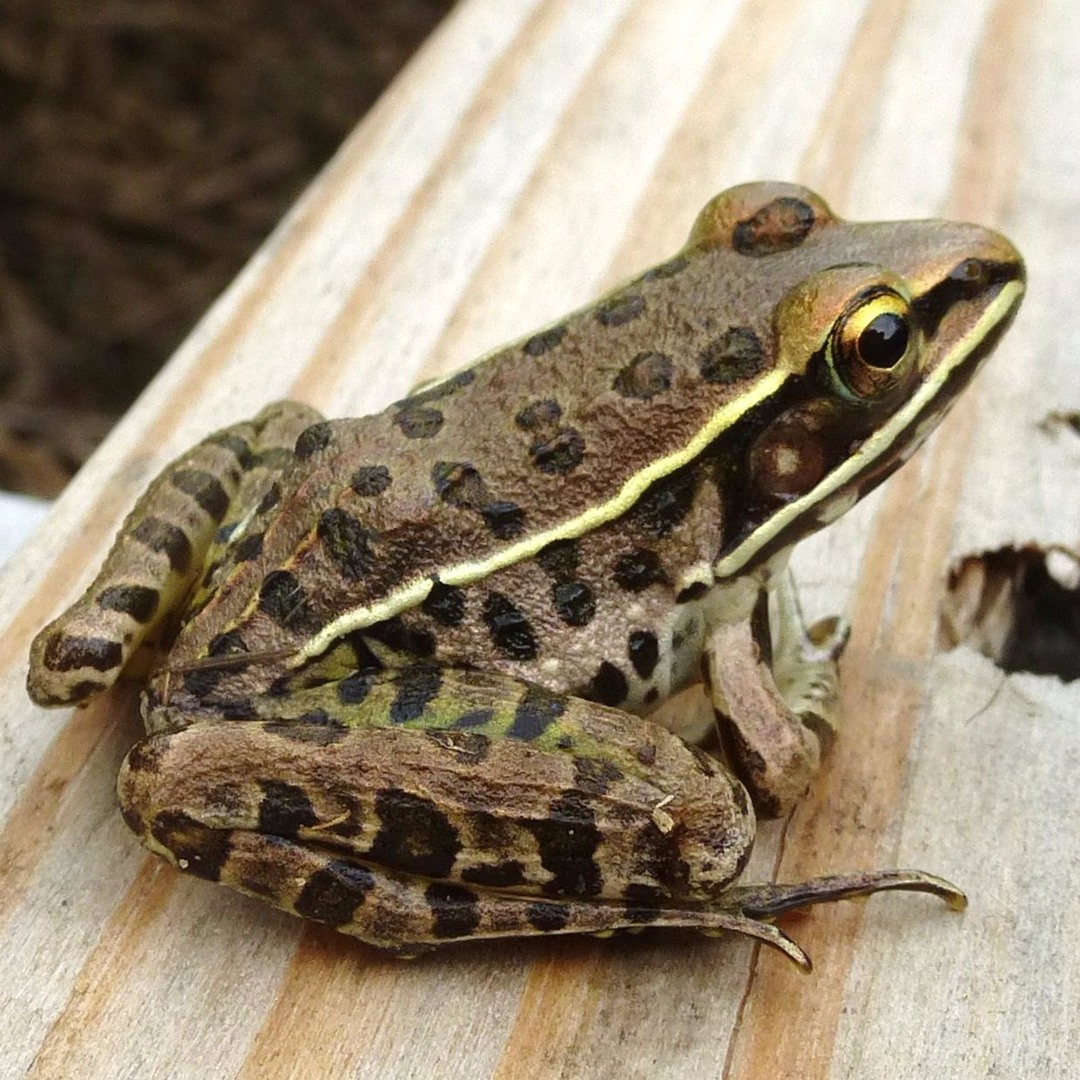 Southern Leopard Frog