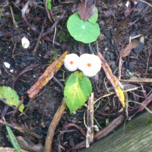 Do you want to know what your death may be like (live like a warrior) - Purplebag