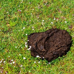 Cow Pie (feat. Maj)
