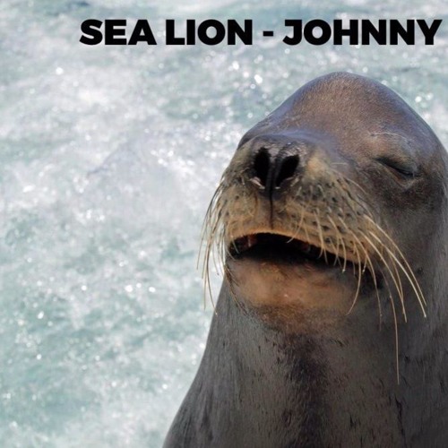 Stream Sea Lion by JohnnyGoodyear | Listen online for free on SoundCloud