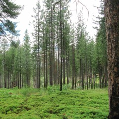 Auroral Activity Reworked