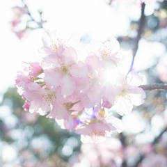 D-100 喜悅的眼淚