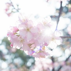 D - 096 在主所在的這地方(韓文音樂檔)