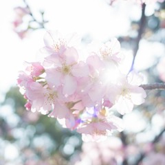 B - 090 患難與盼望(韓文)