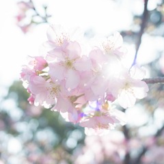 36週年阿拉法節-攝理的時代已來臨(暫譯)