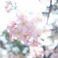 36週年阿拉法節-自然聖殿(聖歌隊)