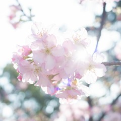懷念的容顏