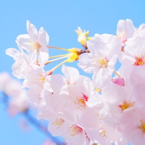 [DEMO] 벚꽃이 지면 (When The Cherry Blossom Fall) - by iPhone voice recorder